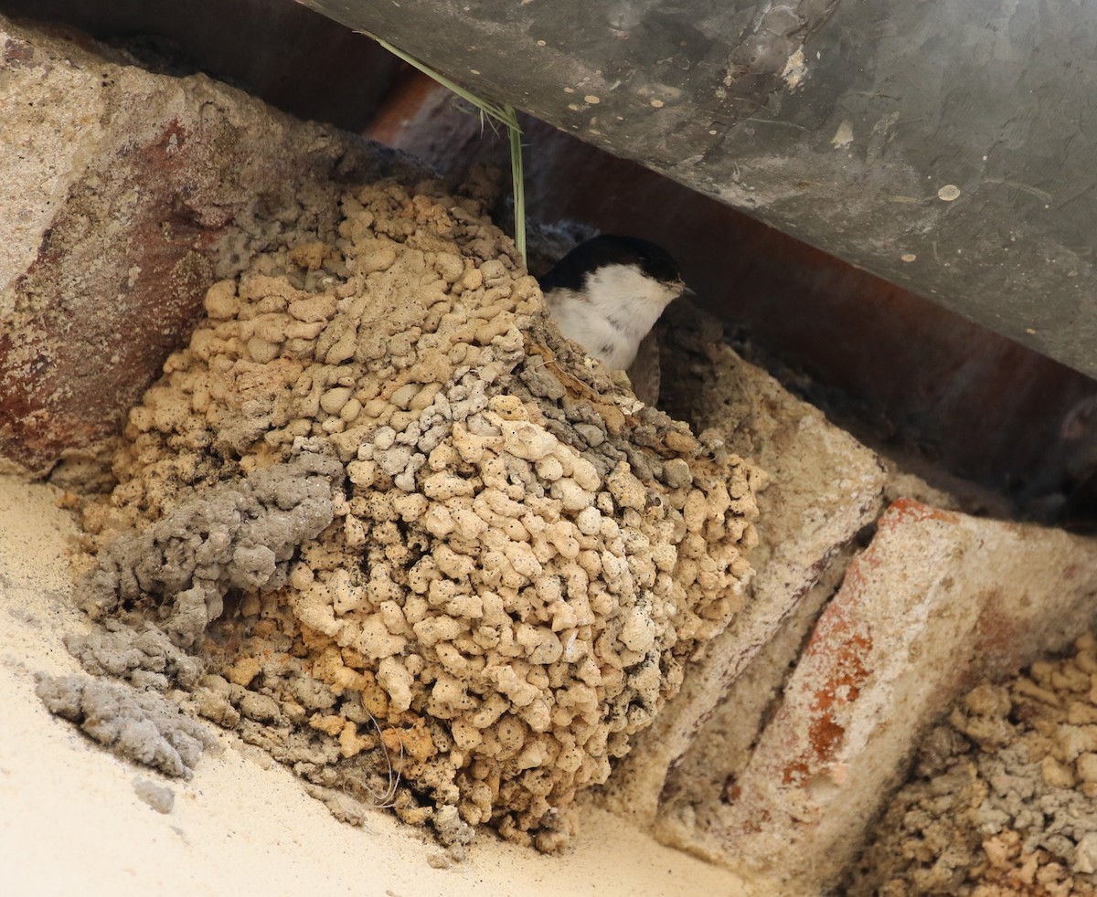 Western House-Martin - ML642382443