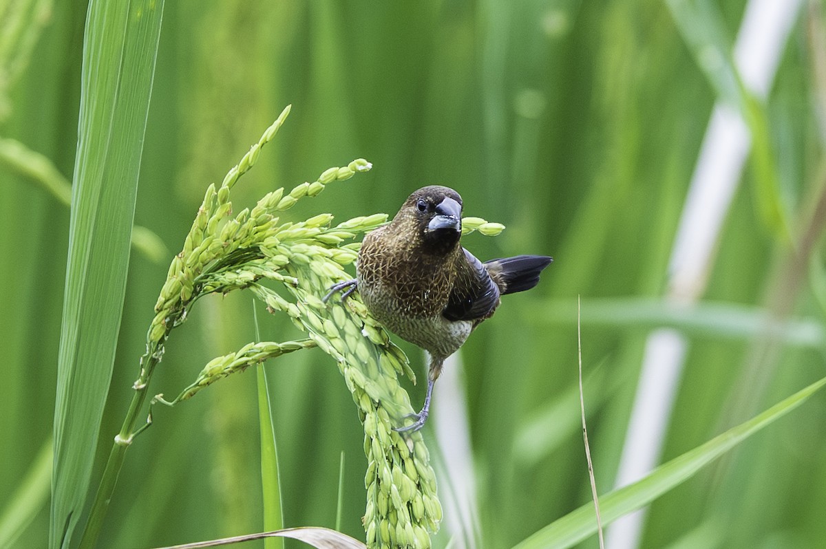 White-rumped Munia - ML642382455