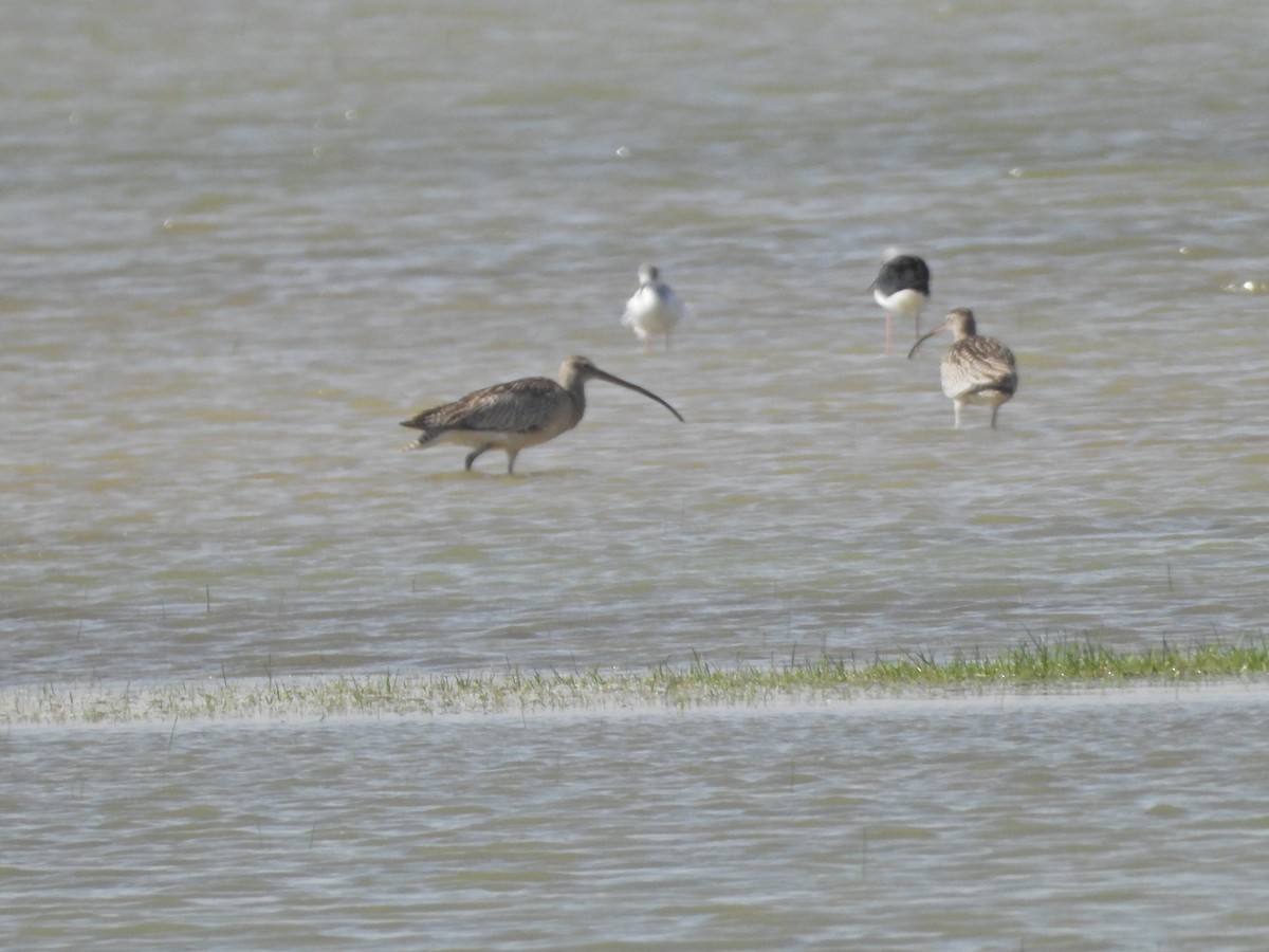 Eurasian Curlew - ML642382456