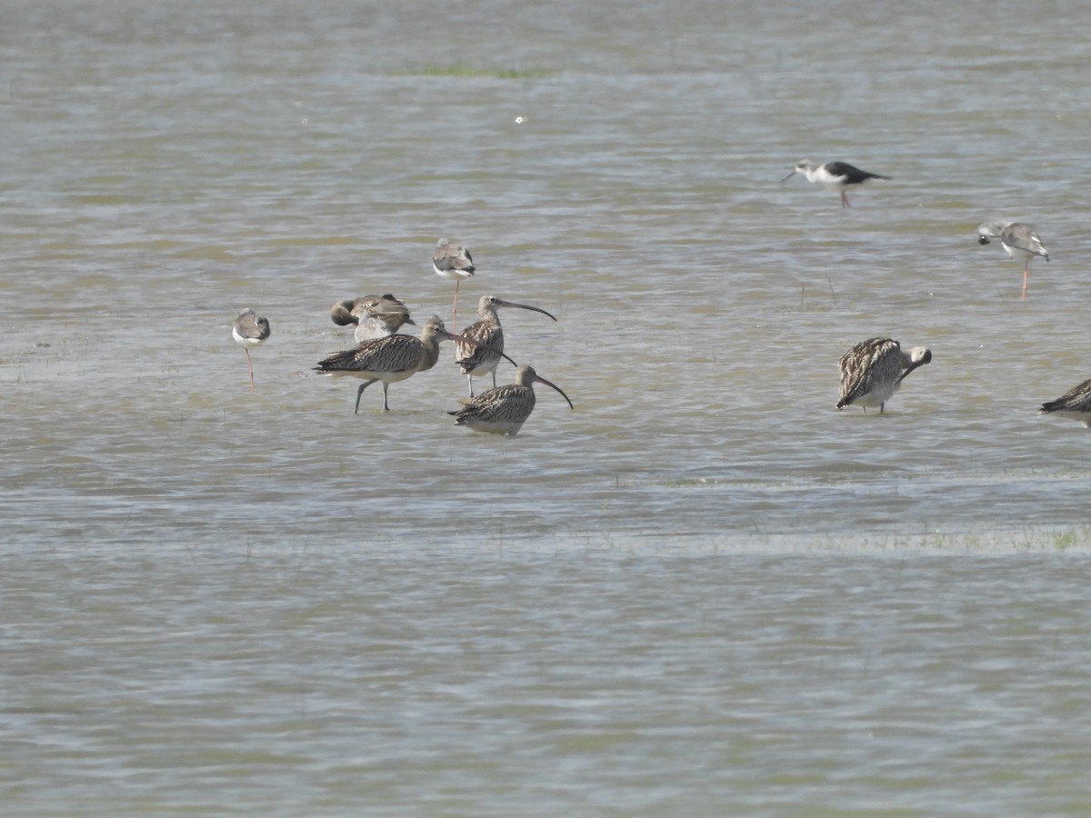 Eurasian Curlew - ML642382457