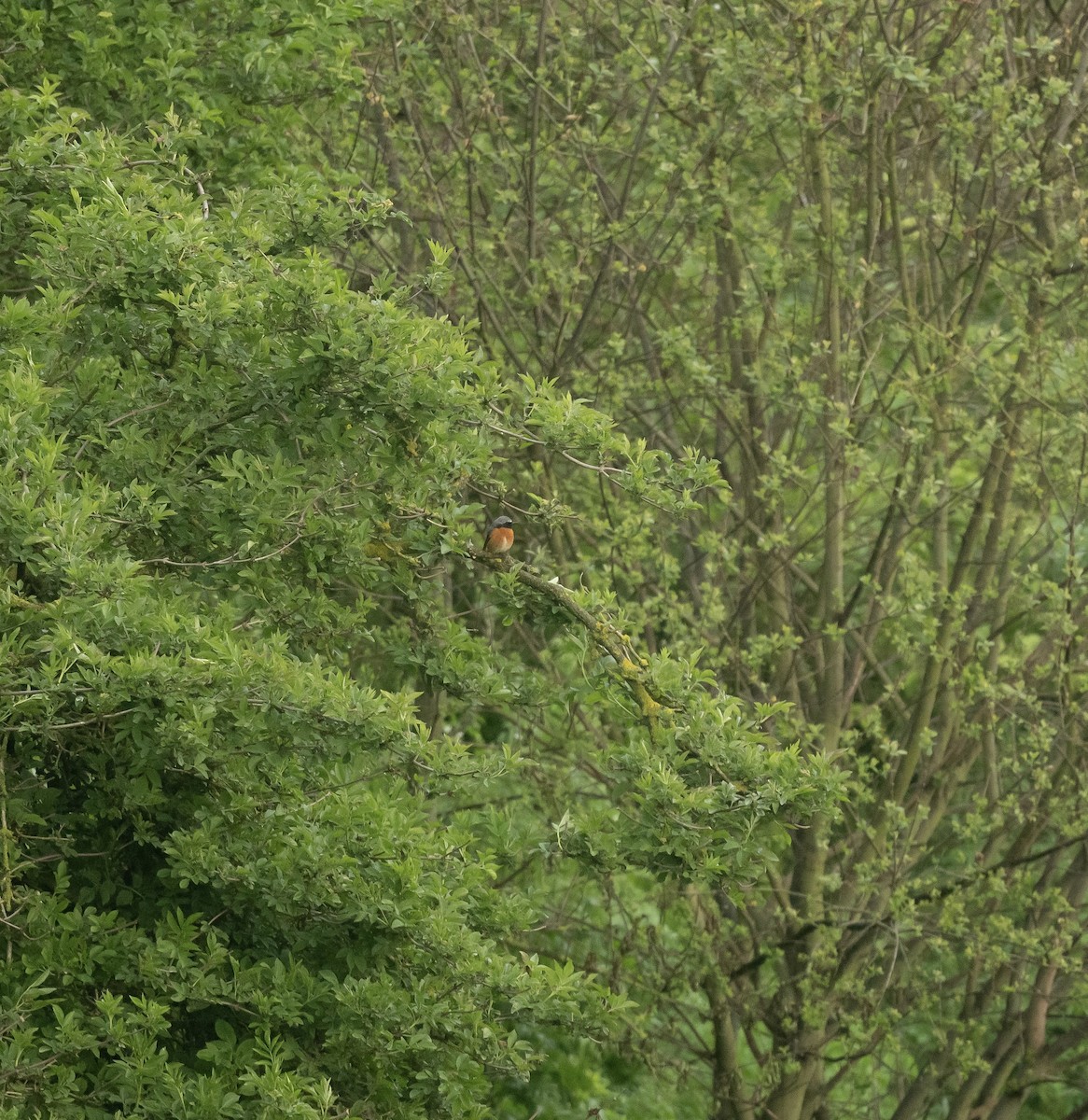Common Redstart - ML642382458