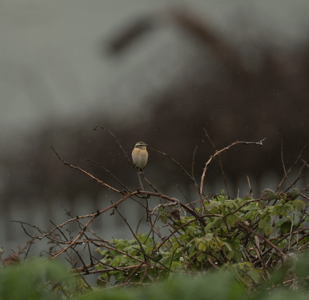 Whinchat - ML642382465