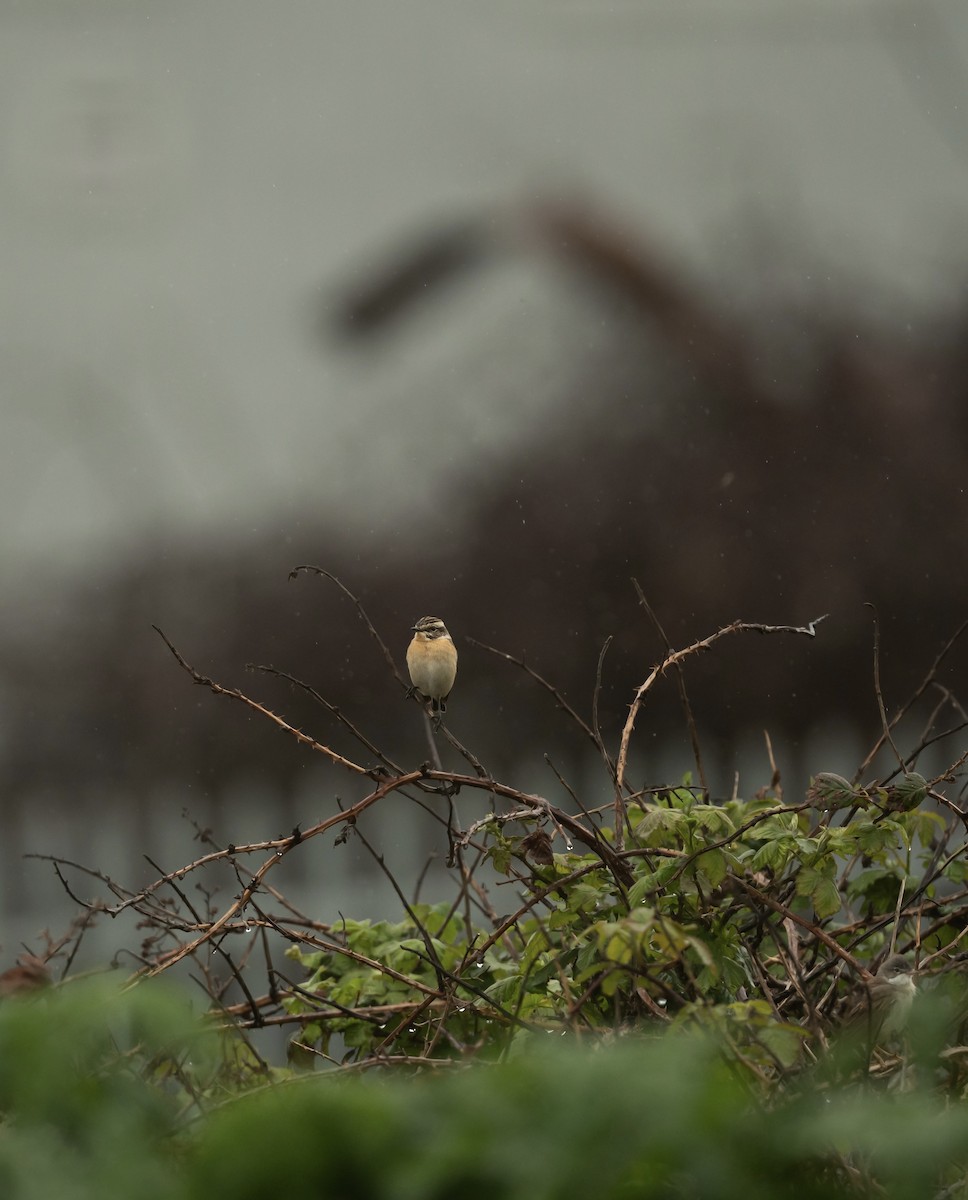 Whinchat - ML642382466