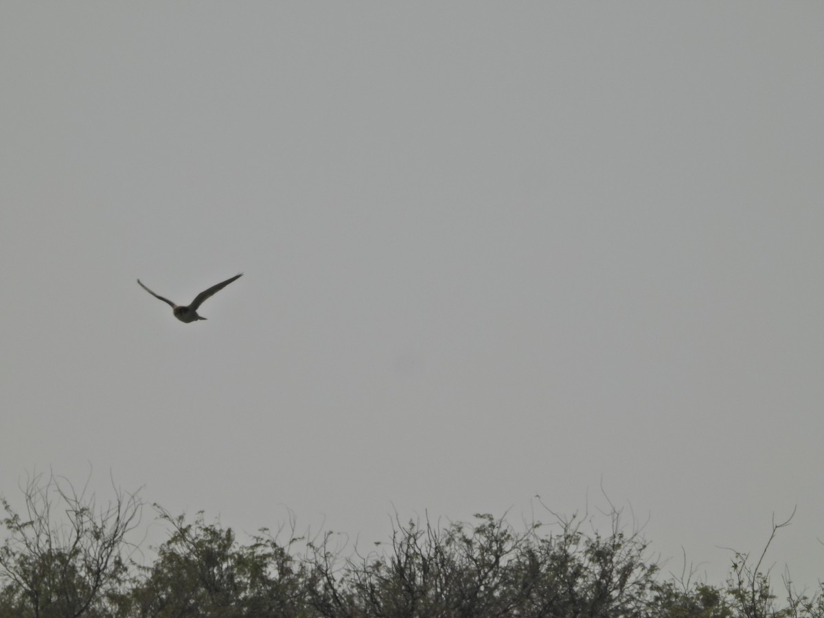 Red-necked Falcon - ML642382468
