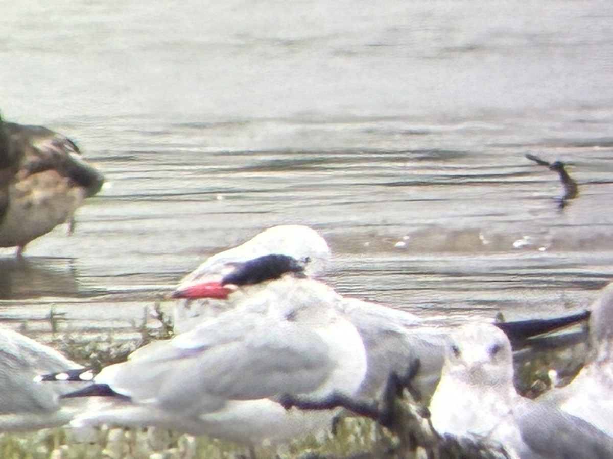 Caspian Tern - ML642382473