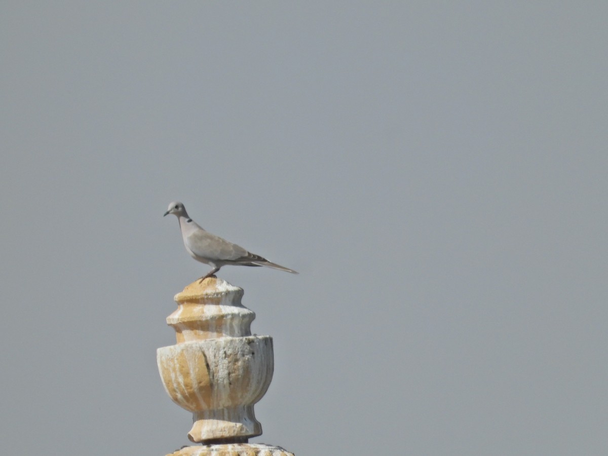 Eurasian Collared-Dove - ML642382478