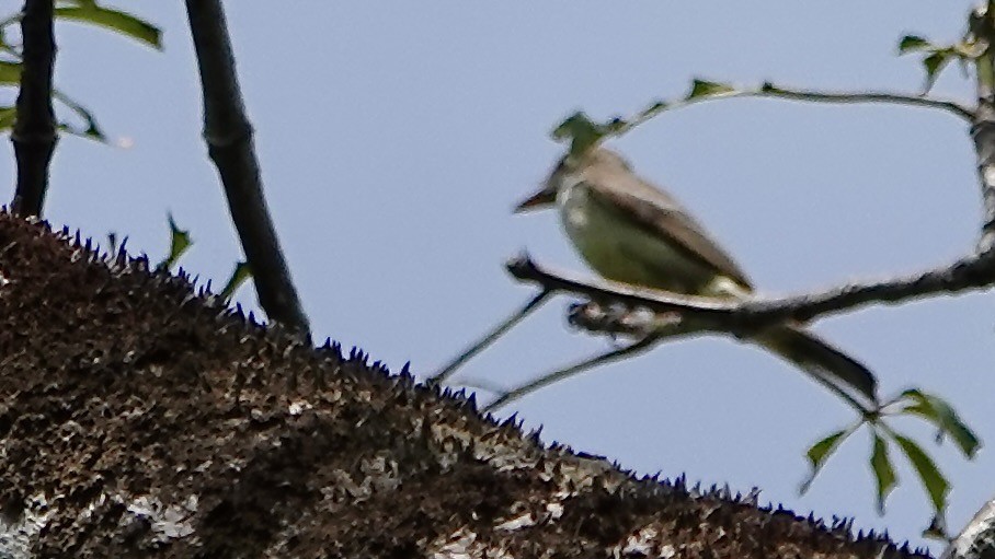 Swainson's Flycatcher - ML642382483