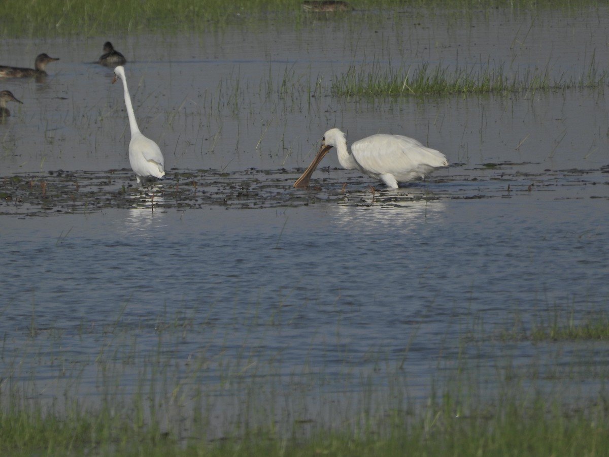 Eurasian Spoonbill - ML642382492