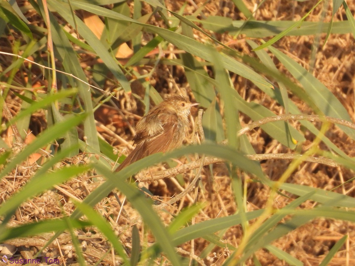 Graceful Prinia - ML642382503
