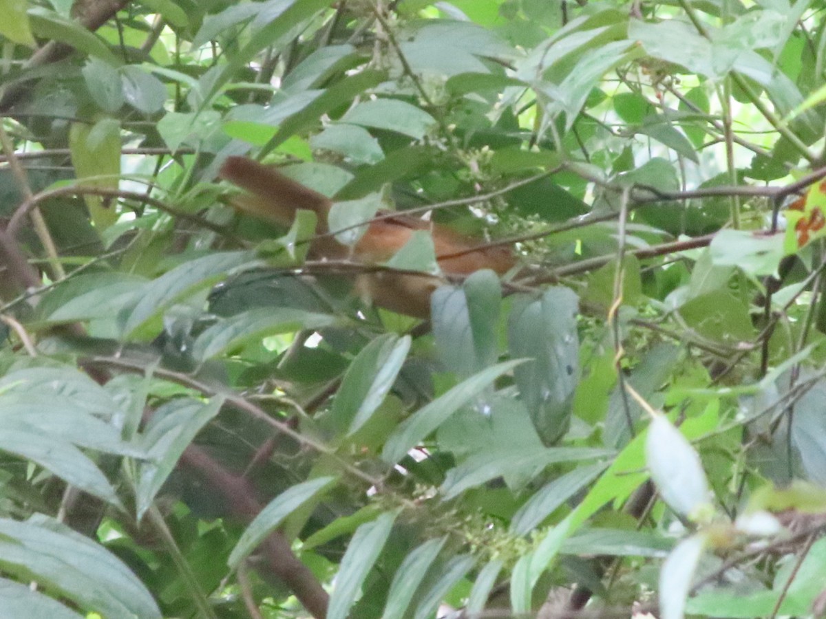 White-lined Tanager - ML642382505