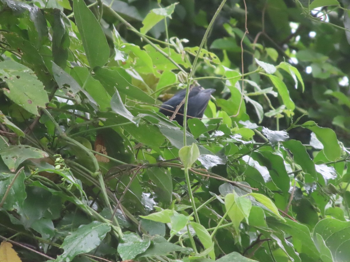 White-lined Tanager - ML642382508
