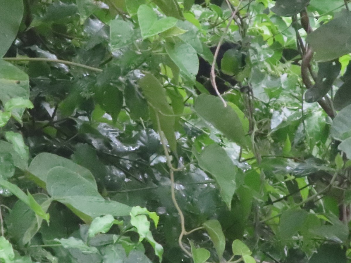 White-lined Tanager - ML642382511