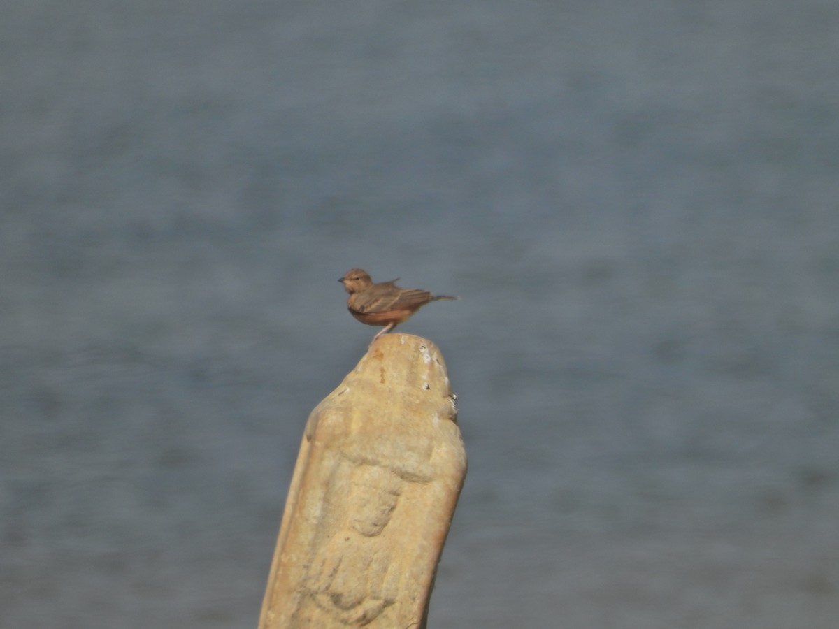 Rufous-tailed Lark - ML642382527