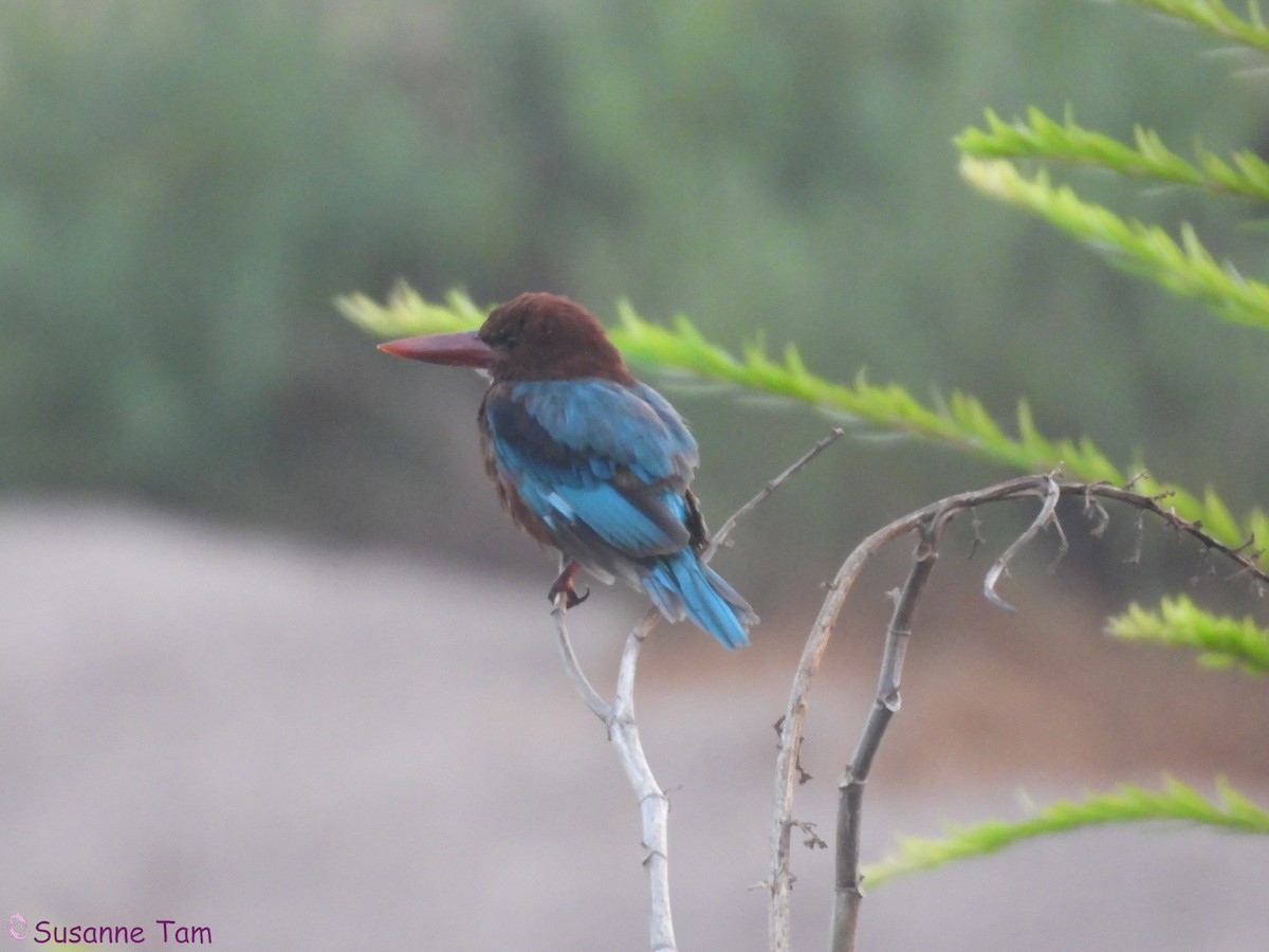 White-throated Kingfisher - ML642382545