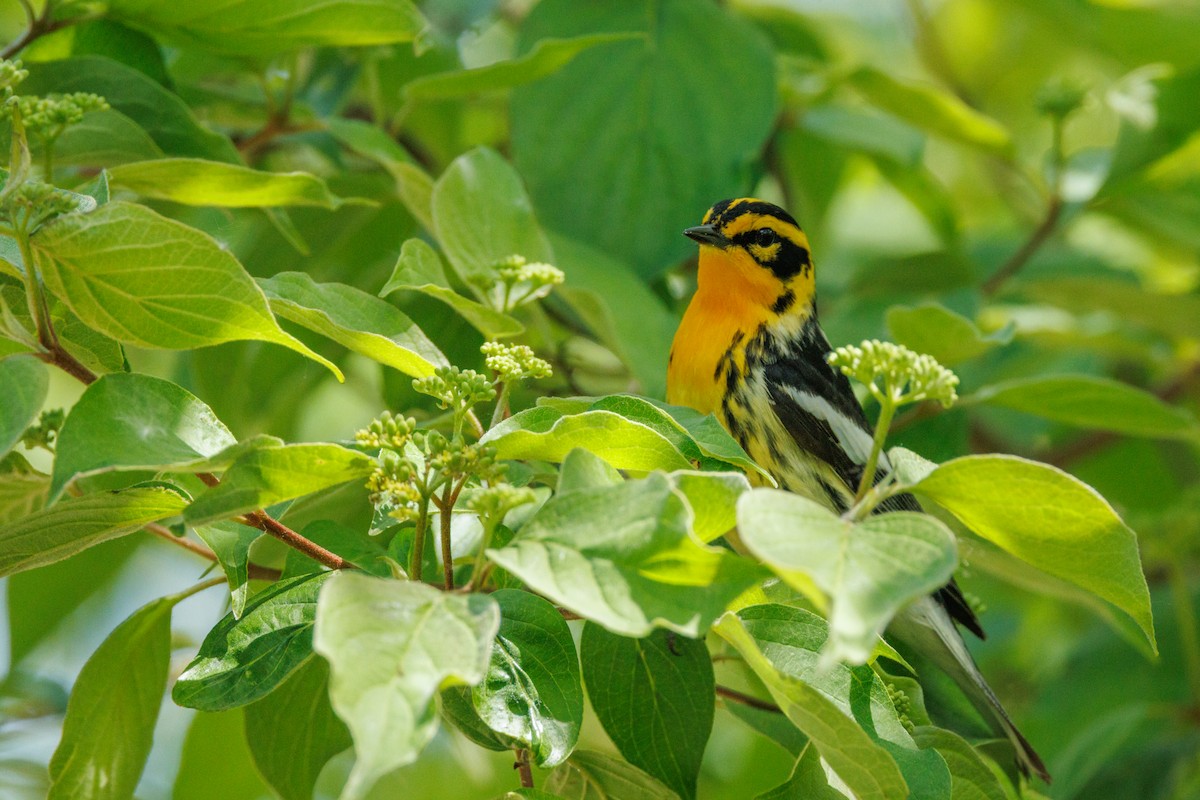 Blackburnian Warbler - ML642382554