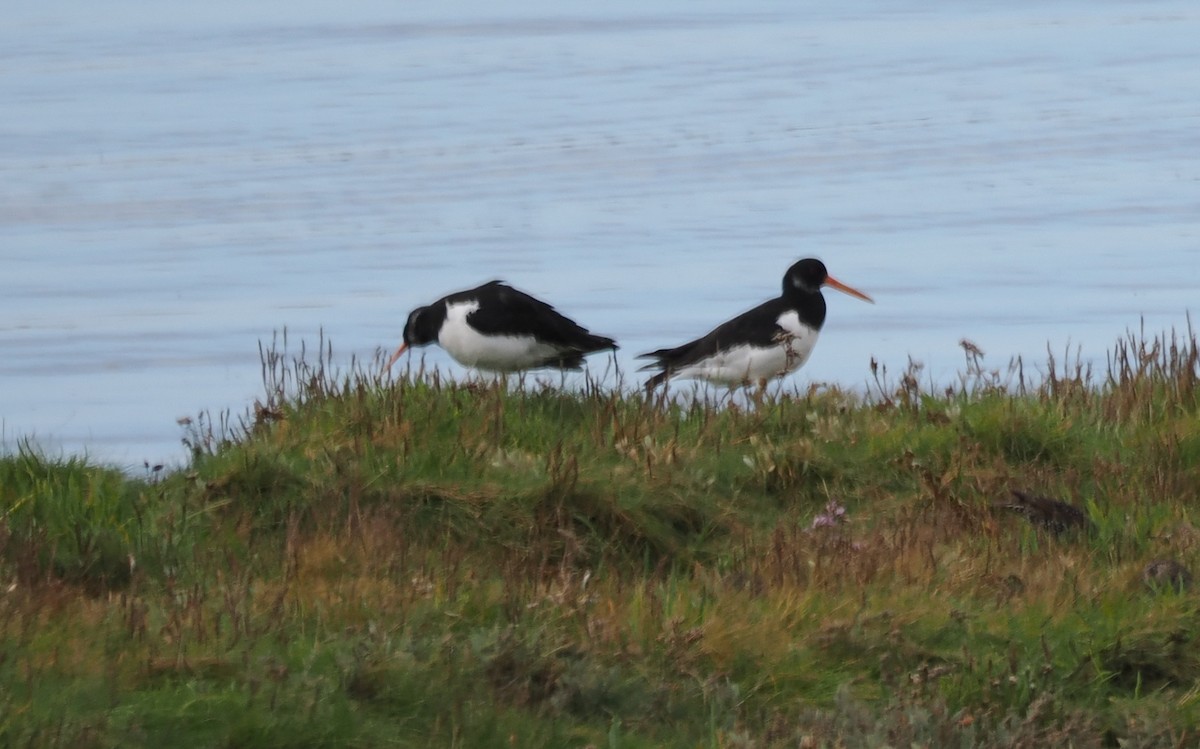 Eurasian Oystercatcher - ML642382561