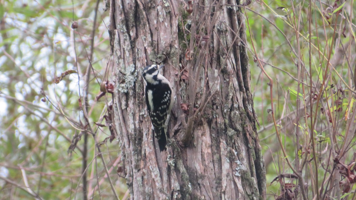 Downy Woodpecker - ML642382565