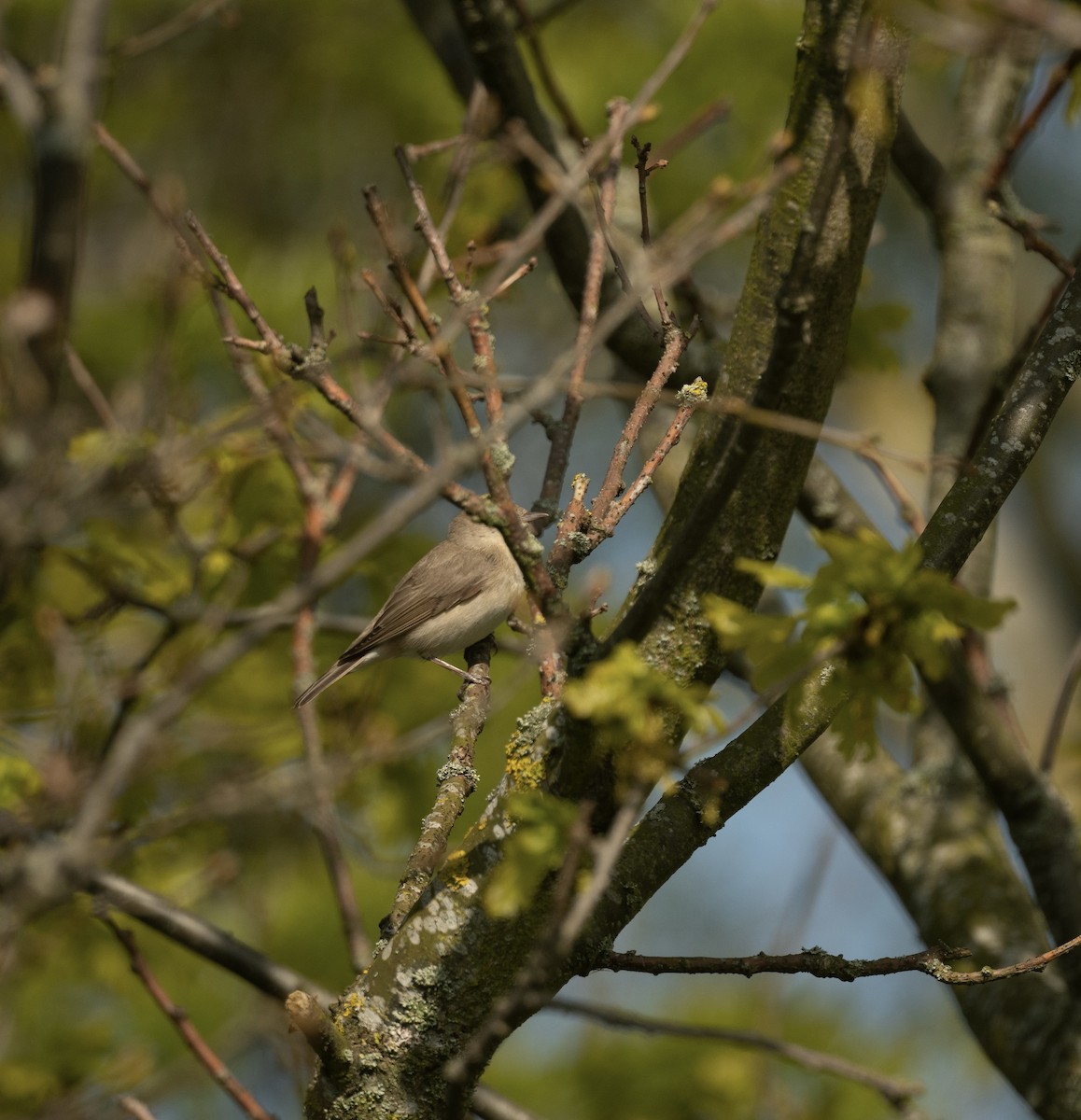Garden Warbler - ML642382572