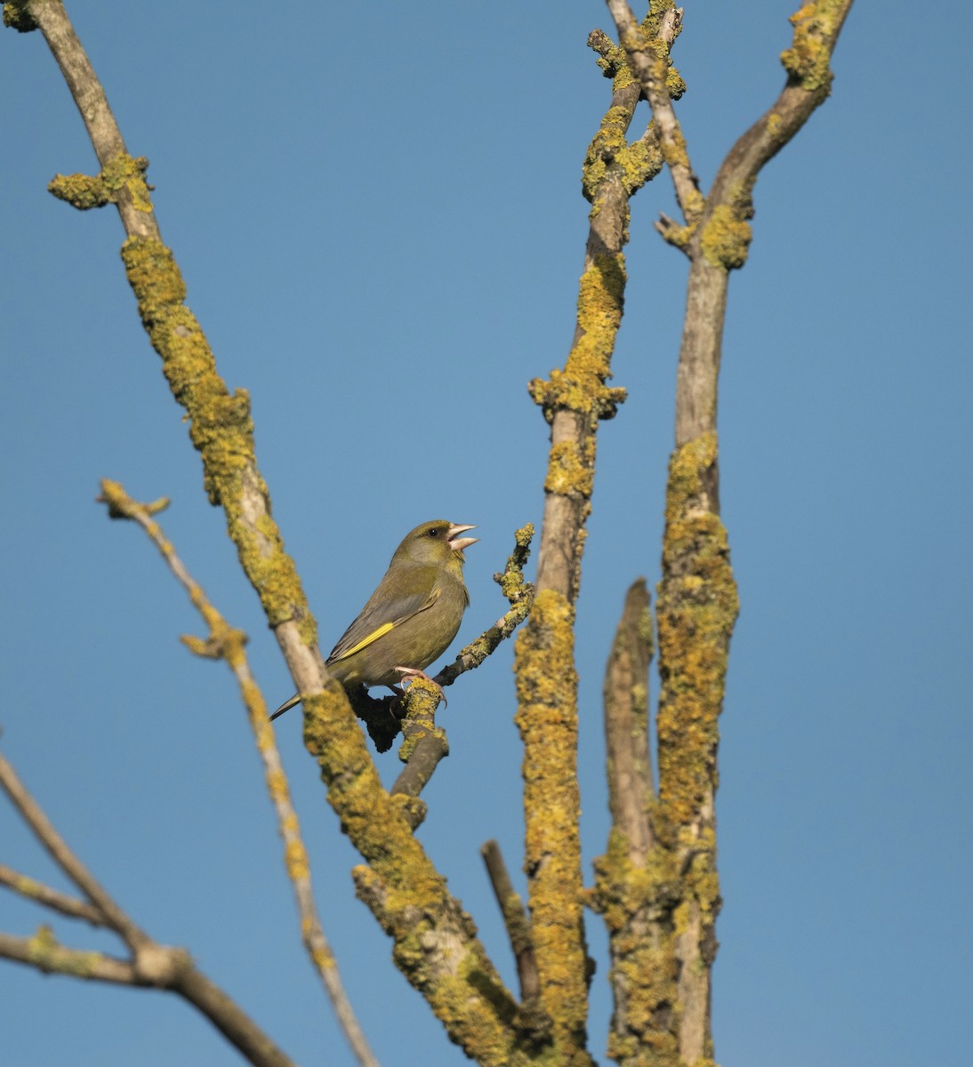 European Greenfinch - ML642382577