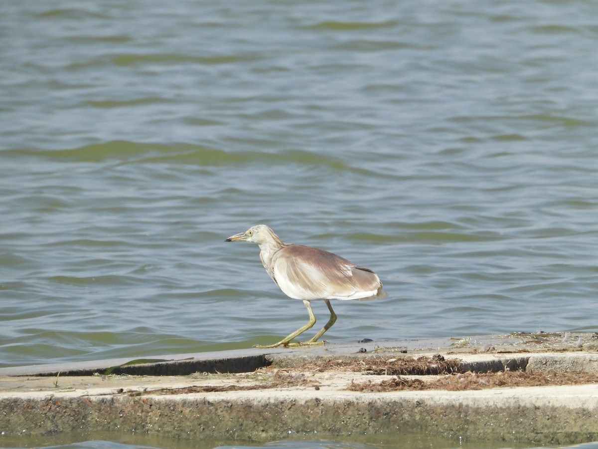 Indian Pond-Heron - ML642382580
