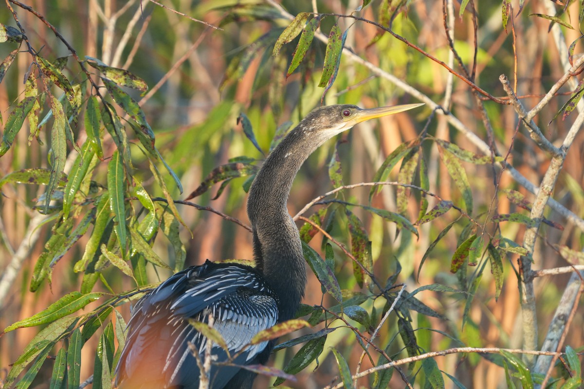 Anhinga amerikarra - ML642382586