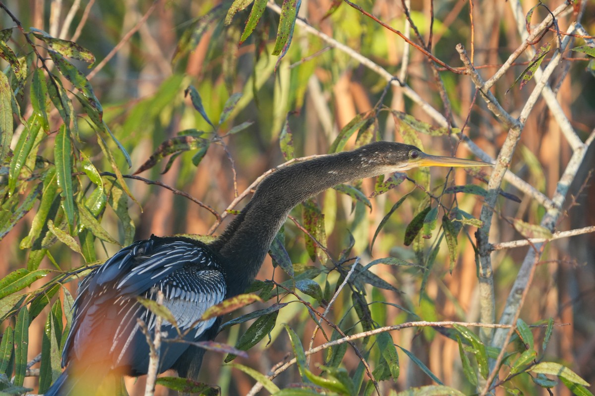 Anhinga amerikarra - ML642382587