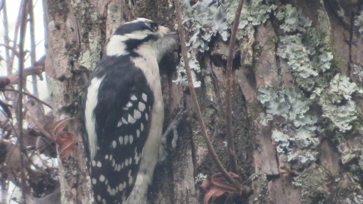 Downy Woodpecker - ML642382592