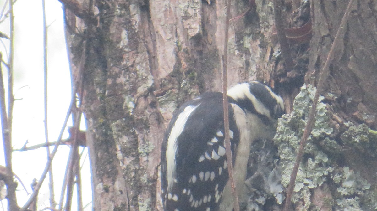 Downy Woodpecker - ML642382594