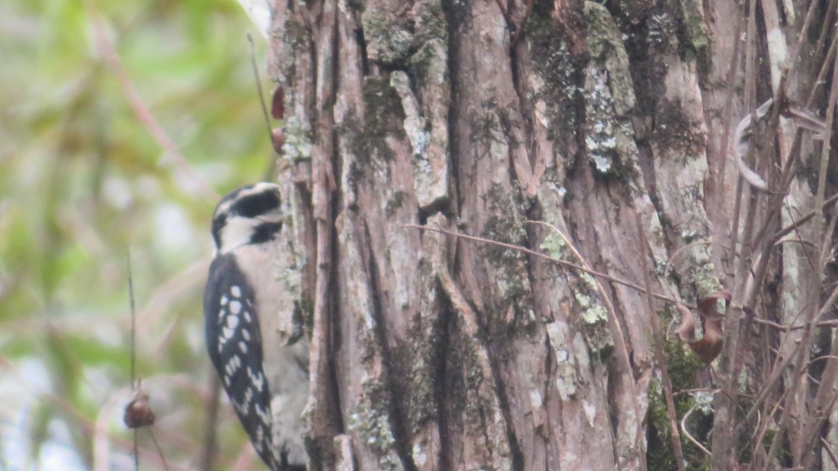 Downy Woodpecker - ML642382595