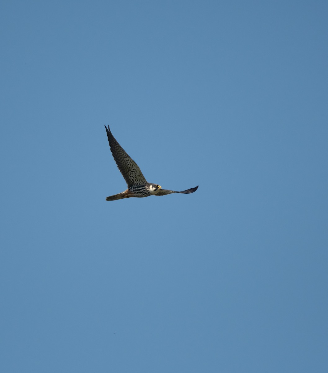 Baumfalke - ML642382605
