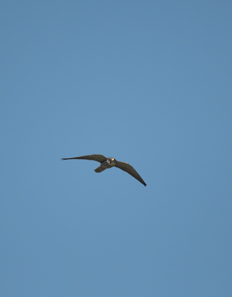 Baumfalke - ML642382606
