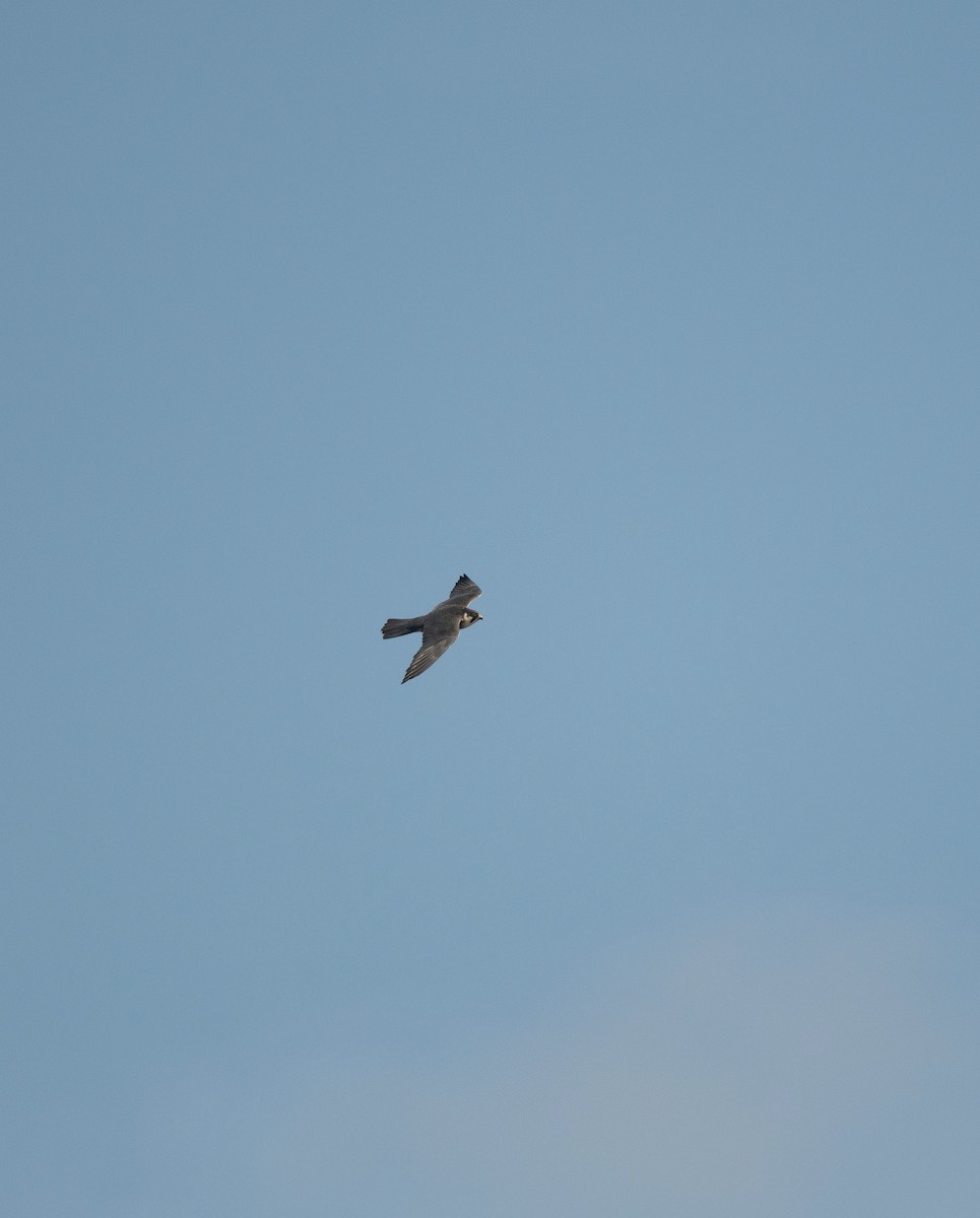 Baumfalke - ML642382609