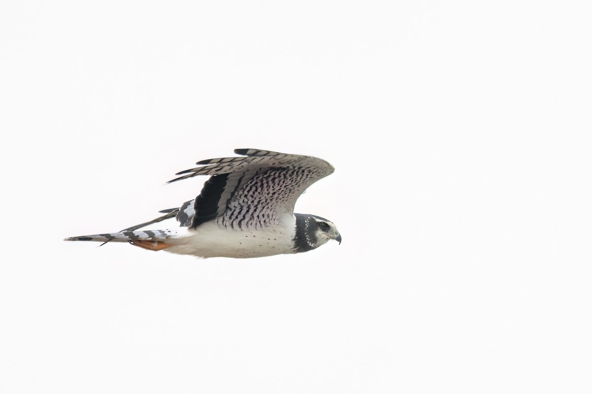 Long-winged Harrier - ML642382612