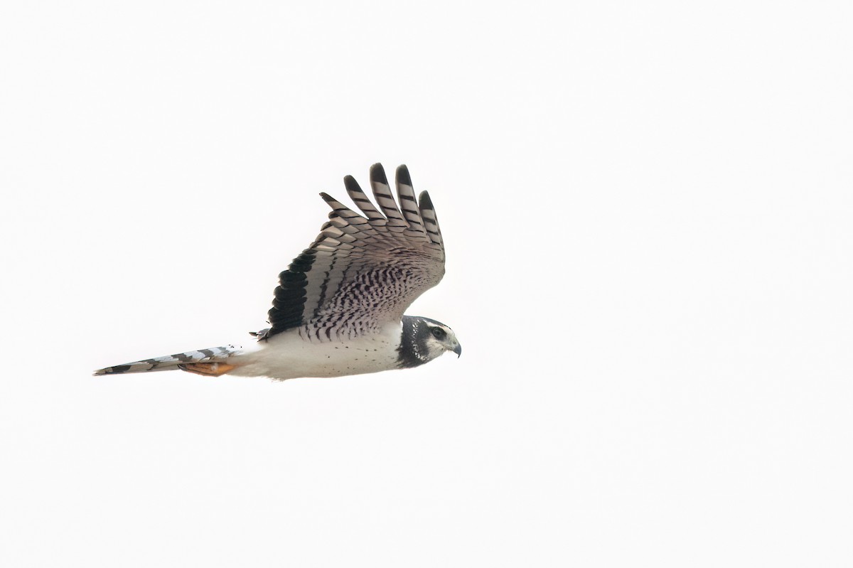 Long-winged Harrier - ML642382613
