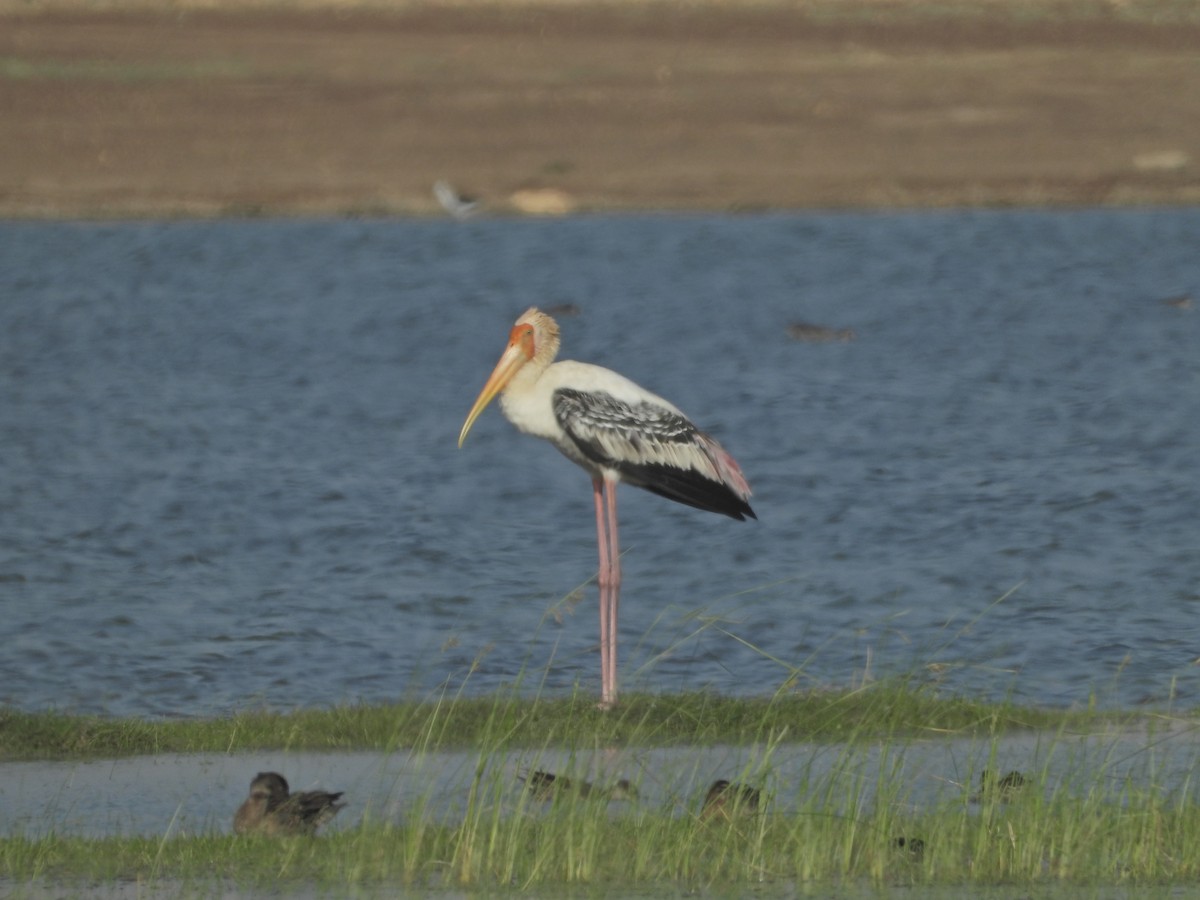 Painted Stork - ML642382624