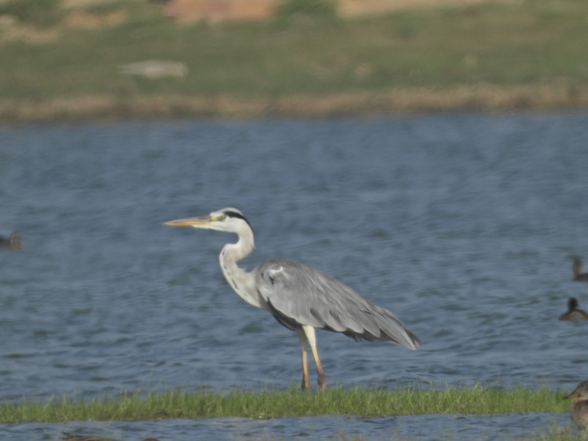 Gray Heron - ML642382631