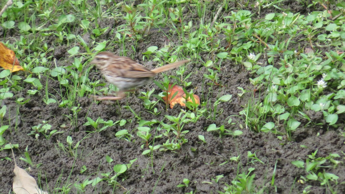 Song Sparrow - ML642382635
