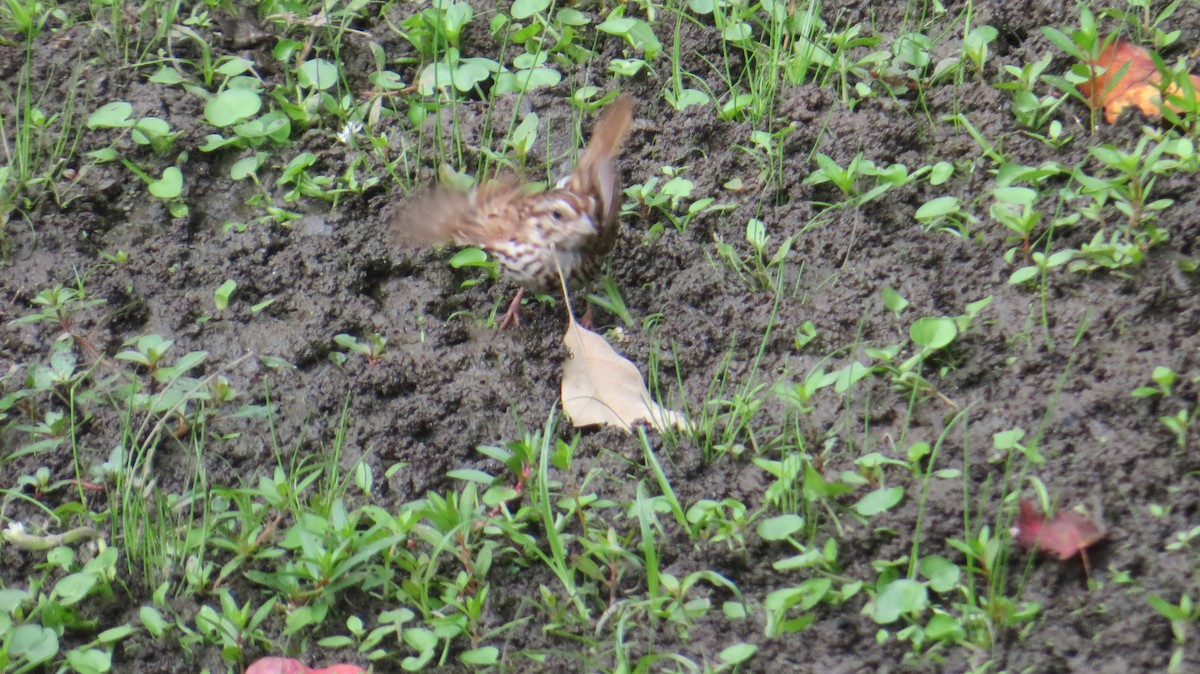 Song Sparrow - ML642382637