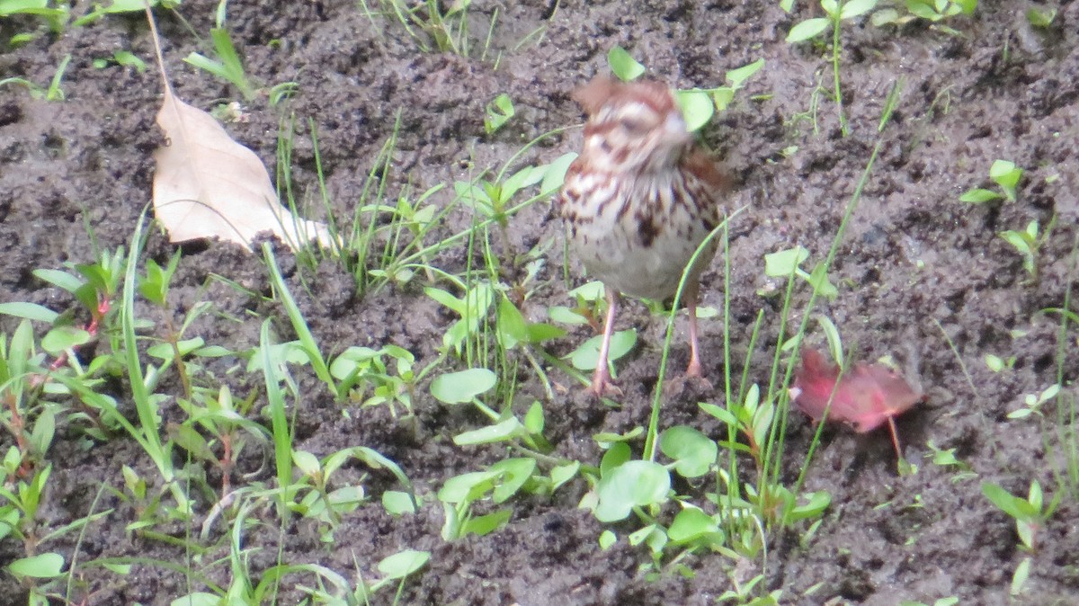 Song Sparrow - ML642382639