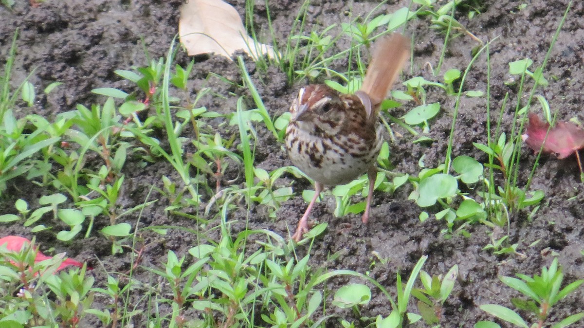 Song Sparrow - ML642382641