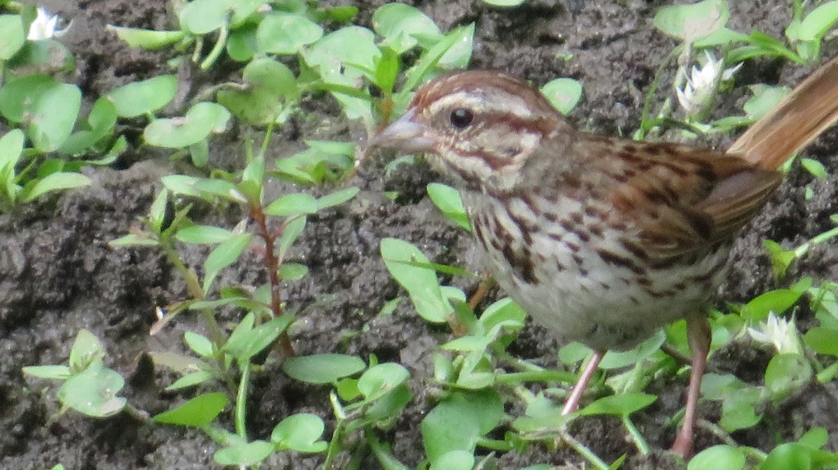Song Sparrow - ML642382644