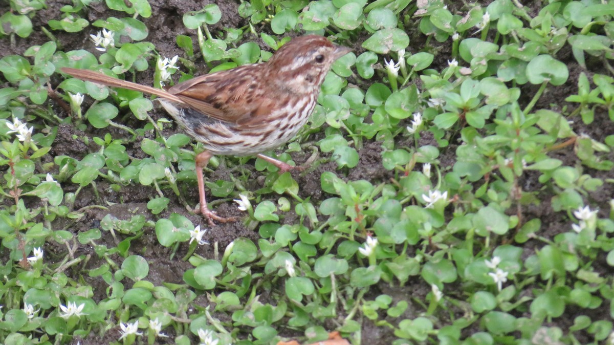 Song Sparrow - ML642382650