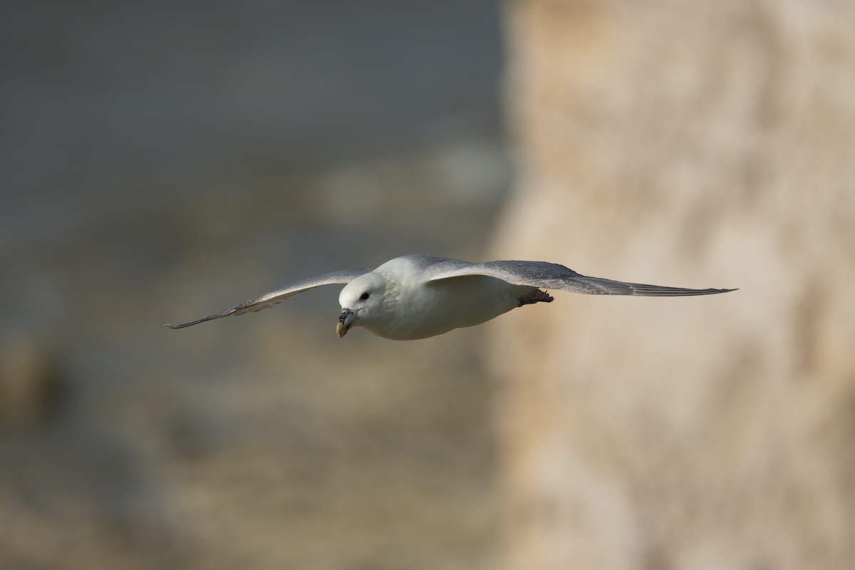 Eissturmvogel - ML642382652