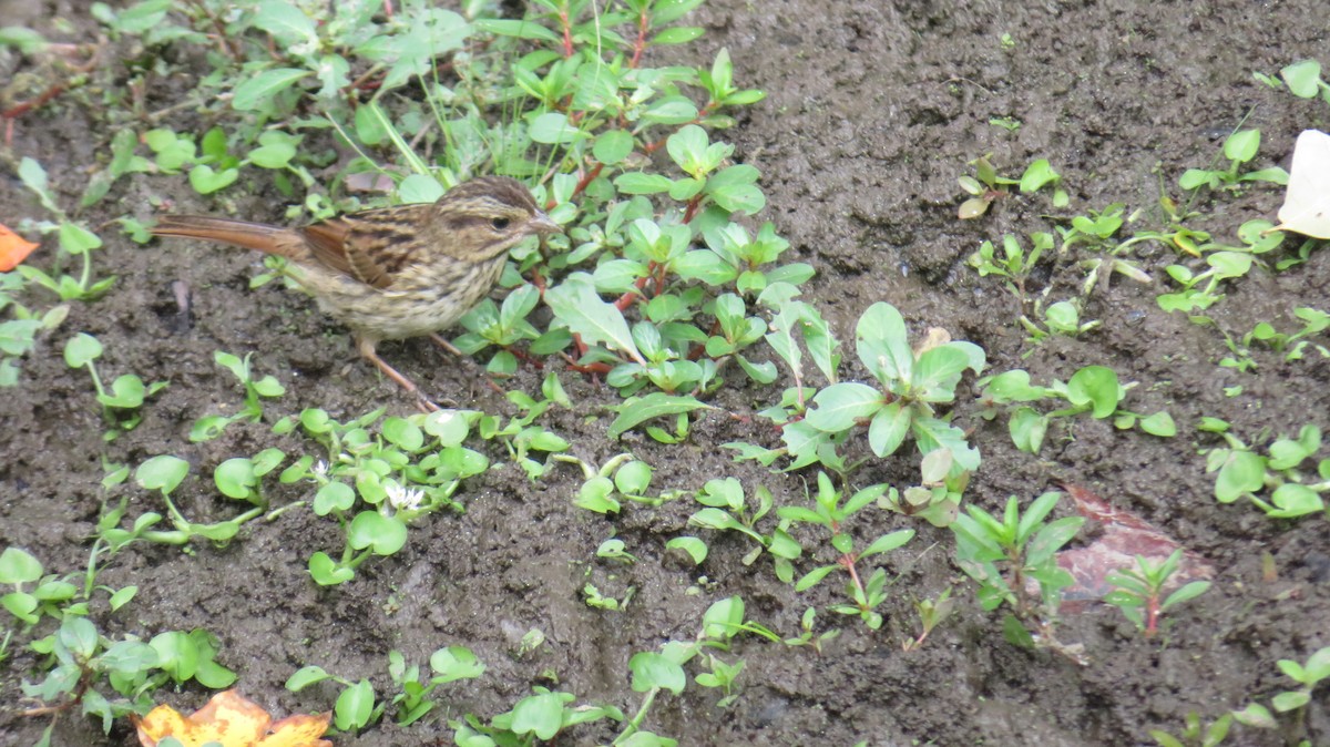 Song Sparrow - ML642382656