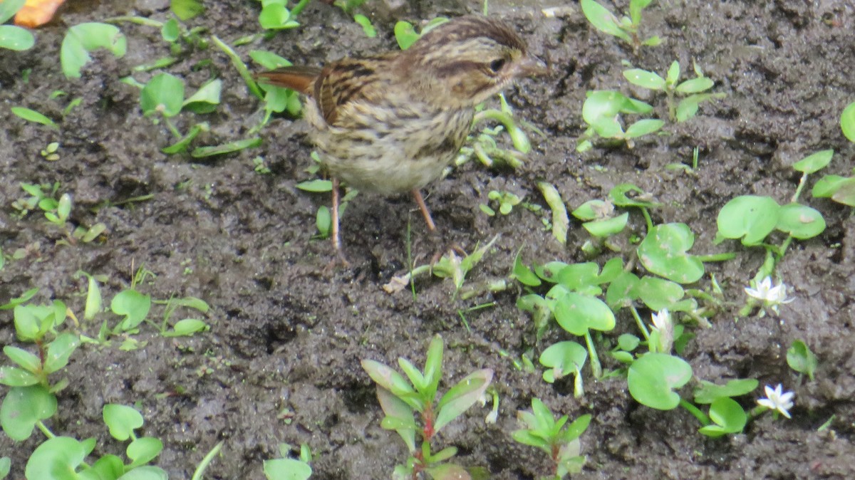 Song Sparrow - ML642382659