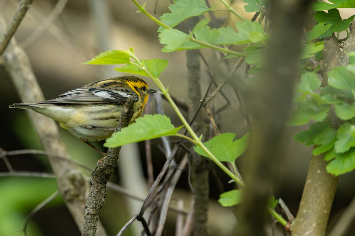 Blackburnian Warbler - ML642382685