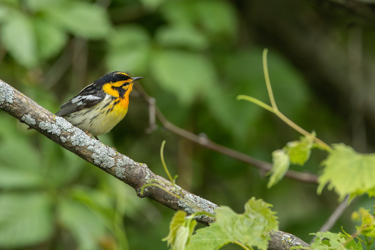 Blackburnian Warbler - ML642382686