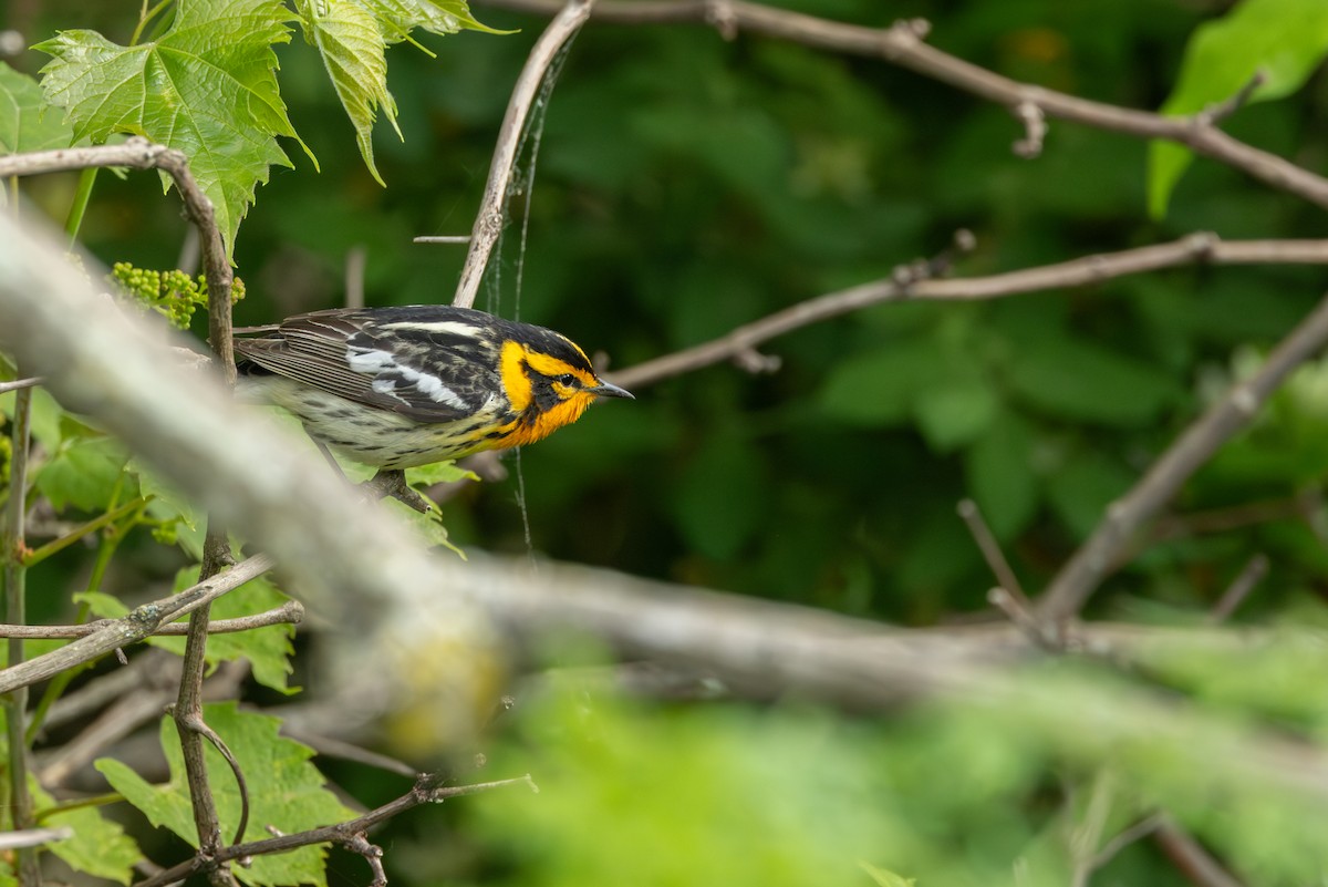 Blackburnian Warbler - ML642382687