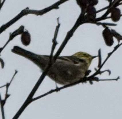 Townsend's x Hermit Warbler (hybrid) - ML642382691