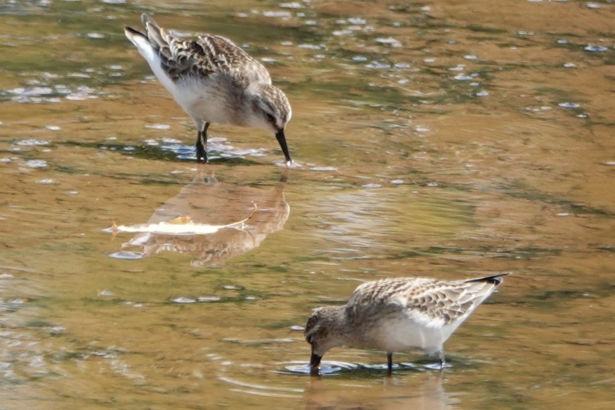 Least Sandpiper - ML642382703